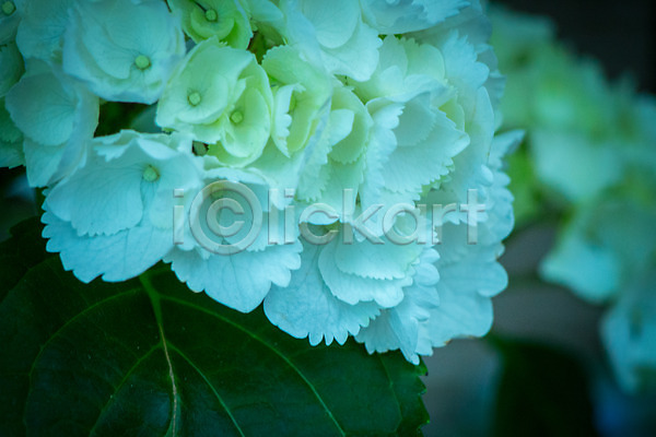 사람없음 JPG 근접촬영 아웃포커스 포토 꽃 수국 야외 여러송이 자연 주간 흰색