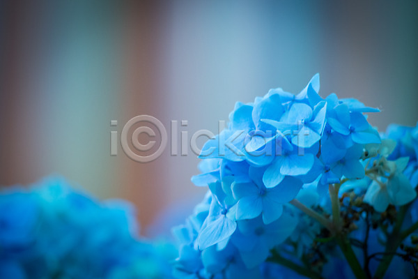 사람없음 JPG 근접촬영 아웃포커스 포토 꽃 수국 야외 여러송이 자연 주간 파란색
