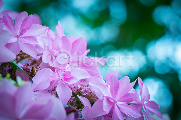 사람없음 JPG 근접촬영 아웃포커스 포토 꽃 분홍색 야외 여러송이 자연 주간