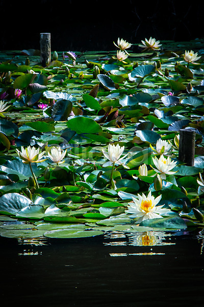 사람없음 JPG 포토 꽃 야외 연못 연잎 자연 주간 호수