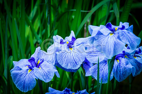 사람없음 JPG 아웃포커스 포토 꽃 야외 여러송이 자연 주간 파란색 풀잎