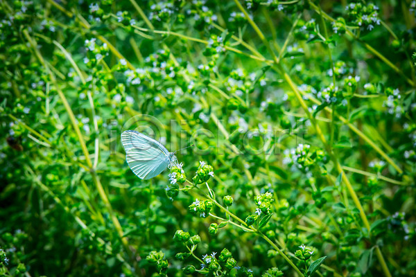 사람없음 JPG 아웃포커스 포토 꽃 나비 야외 자연 주간 한마리