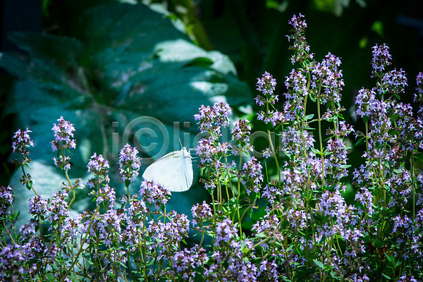 사람없음 JPG 아웃포커스 포토 꽃 나비 야외 자연 주간 한마리
