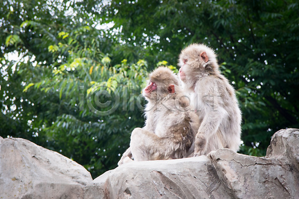 사람없음 JPG 포토 나무 두마리 바위 야생동물 야외 원숭이 자연 주간