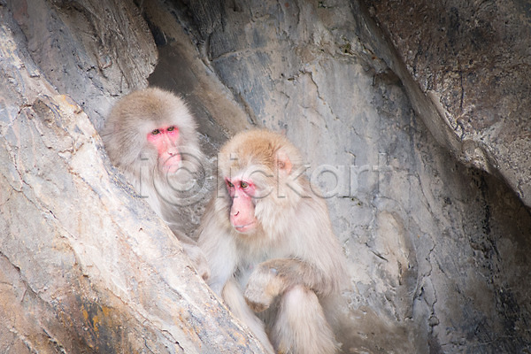 사람없음 JPG 포토 두마리 바위 야생동물 야외 원숭이 자연 주간