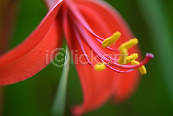 사람없음 JPG 근접촬영 아웃포커스 포토 꽃 꽃술(꽃) 빨간색 야외 자연 주간 한송이