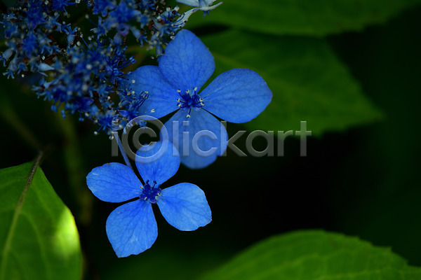 사람없음 JPG 근접촬영 아웃포커스 포토 꽃 수국 야외 잎 자연 주간 파란색