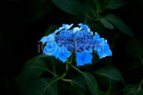 사람없음 JPG 아웃포커스 포토 꽃 수국 야외 여러송이 잎 자연 주간 파란색