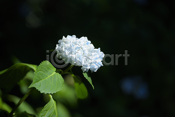 사람없음 JPG 아웃포커스 포토 꽃 수국 야외 여러송이 잎 자연 주간 흰색