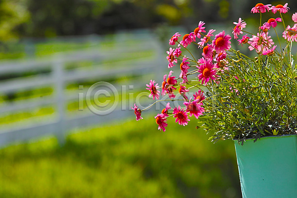사람없음 JPG 아웃포커스 포토 꽃 분홍색 야외 여러송이 자연 주간 화분