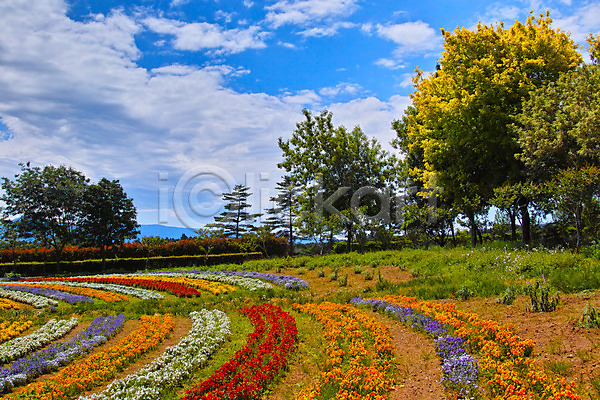 사람없음 JPG 포토 구름(자연) 꽃 꽃밭 나무 야외 여러송이 자연 주간 풍경(경치) 하늘