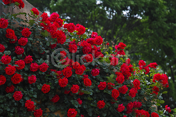 사람없음 JPG 아웃포커스 포토 꽃 덩굴장미 빨간색 야외 여러송이 자연 장미 주간