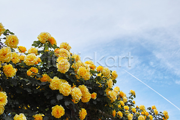 사람없음 JPG 포토 구름(자연) 꽃 노란색 덩굴장미 야외 여러송이 자연 장미 주간 하늘
