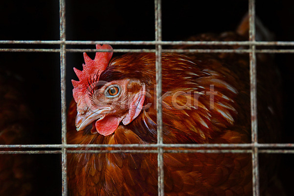 사람없음 JPG 근접촬영 포토 가축 닭 닭장 철조망 한마리