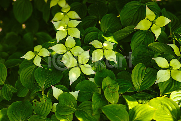 사람없음 JPG 포토 꽃 야외 여러송이 잎 자연 주간 초록색