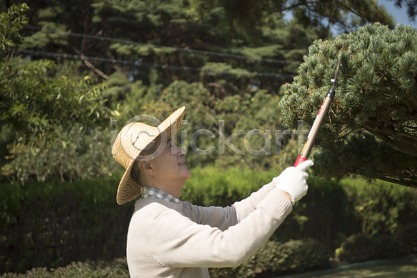 60대 남자 노년 노인남자한명만 한국인 한명 JPG 아웃포커스 옆모습 포토 가지치기 나무 들기 상반신 서기 안면도 야외 정원 조경 조경가위 조경사 주간 한국