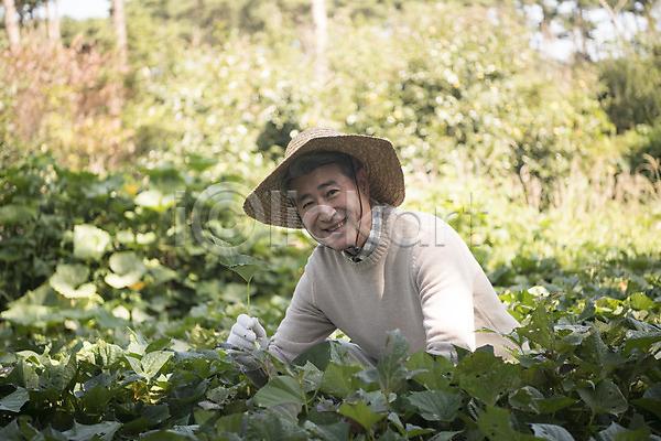 60대 남자 노년 노인남자한명만 한국인 한명 JPG 아웃포커스 앞모습 포토 나무 농작물 밭 밭일 상반신 안면도 앉기 야외 웃음 주간 텃밭 한국