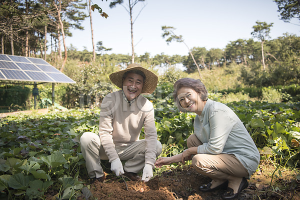 60대 남자 노년 노인만 두명 여자 한국인 JPG 아웃포커스 앞모습 옆모습 포토 가족 나무 노부부 농작물 밭 부부 안면도 앉기 야외 웃음 전신 주간 텃밭 한국