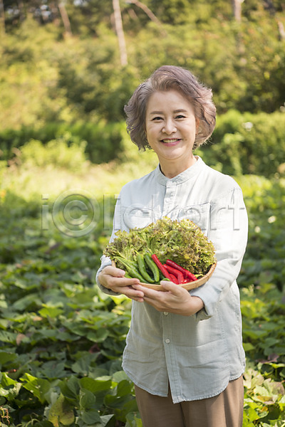 60대 노년 노인여자한명만 여자 한국인 한명 JPG 아웃포커스 앞모습 포토 고추 나무 농작물 들기 밭 상반신 상추 서기 안면도 야외 웃음 주간 채소 텃밭 한국