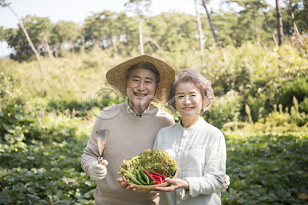 60대 남자 노년 노인만 두명 여자 한국인 JPG 아웃포커스 앞모습 포토 가족 고추 나무 노부부 농작물 들기 밭 부부 상반신 상추 서기 안면도 야외 웃음 주간 텃밭 한국