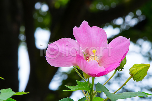 사람없음 JPG 아웃포커스 포토 꽃 분홍색 야외 자연 주간 풍경(경치) 한송이