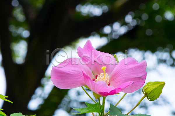 사람없음 JPG 아웃포커스 포토 꽃 분홍색 야외 자연 주간 풍경(경치) 한송이