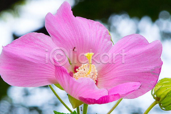 사람없음 JPG 아웃포커스 포토 개미 꽃 꽃술(꽃) 분홍색 야외 자연 주간 풍경(경치) 한송이