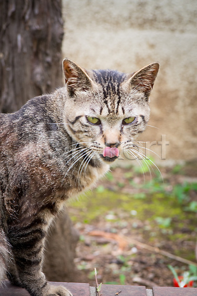 사람없음 JPG 아웃포커스 포토 고양이 길고양이 동물라이프 메롱 반려 야외 자연 주간 풍경(경치) 한마리