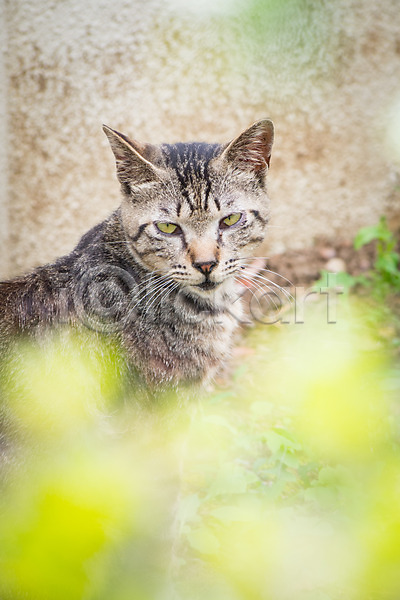 사람없음 JPG 아웃포커스 포토 고양이 길고양이 동물라이프 반려 야외 자연 주간 풍경(경치) 한마리