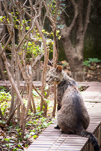 사람없음 JPG 포토 고양이 길고양이 나무 동물라이프 반려 야외 자연 주간 풍경(경치) 한마리
