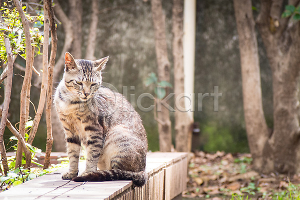 사람없음 JPG 아웃포커스 포토 고양이 길고양이 나무 동물라이프 반려 야외 자연 주간 풍경(경치) 한마리