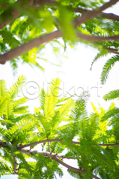 사람없음 JPG 아웃포커스 포토 나뭇가지 나뭇잎 야외 자연 주간 풍경(경치)