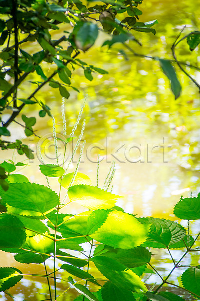 사람없음 JPG 아웃포커스 포토 강 나뭇가지 야외 잎 자연 주간 풍경(경치)