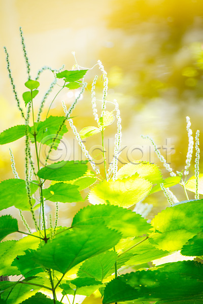 사람없음 JPG 아웃포커스 포토 야외 잎 자연 주간 풍경(경치)