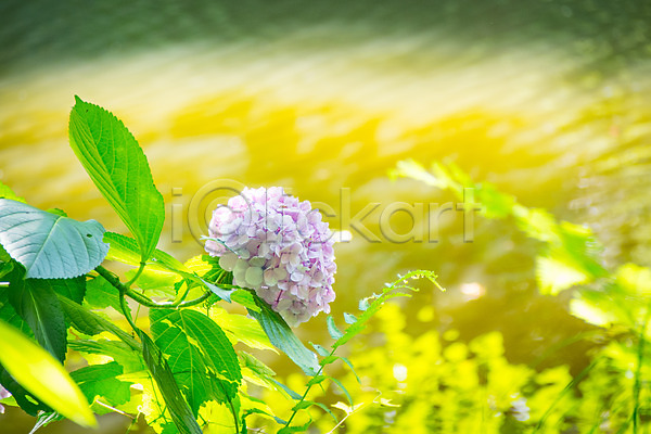 사람없음 JPG 아웃포커스 포토 꽃 수국 야외 자연 주간 풍경(경치)