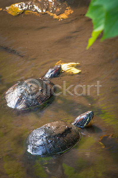 사람없음 JPG 포토 거북이 두마리 야생동물 야외 연못 자연 주간 풍경(경치)