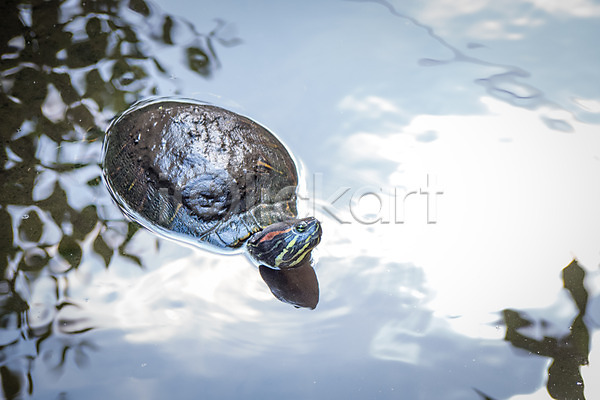 사람없음 JPG 포토 거북이 야생동물 야외 연못 자연 주간 풍경(경치) 한마리