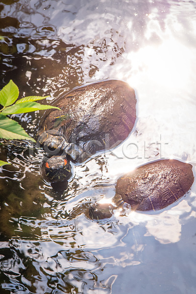 사람없음 JPG 포토 거북이 두마리 야생동물 야외 연못 자연 주간 풍경(경치)