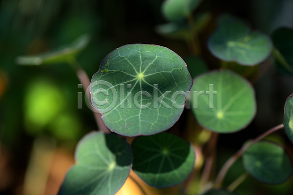 사람없음 JPG 아웃포커스 포토 백그라운드 식물 식물백그라운드 야외 잎 자연 주간 초록색