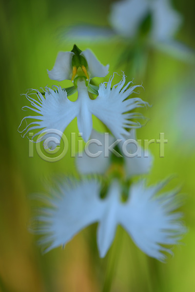 사람없음 JPG 아웃포커스 포토 꽃 야외 자연 주간 풍경(경치) 흰색