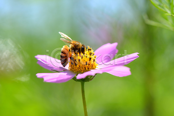 사람없음 JPG 아웃포커스 포토 꽃 꿀벌 야외 자연 주간 코스모스(꽃) 풍경(경치) 한마리 한송이