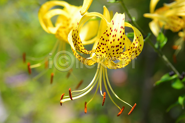 사람없음 JPG 아웃포커스 포토 꽃 꽃술(꽃) 노란색 야외 자연 주간 풍경(경치)