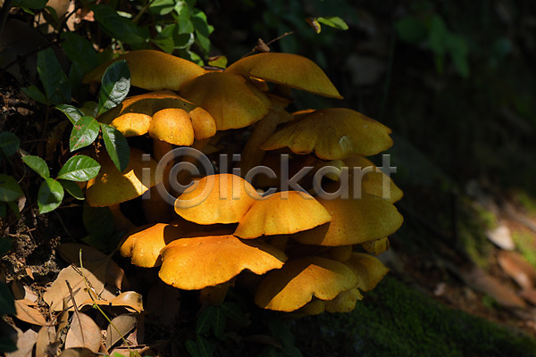 사람없음 JPG 아웃포커스 포토 낙엽 버섯 숲 야외 자연 주간 풍경(경치)