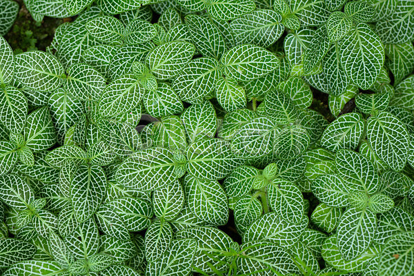 사람없음 JPG 포토 백그라운드 식물 식물백그라운드 야외 잎 자연 주간 초록색 피토니아