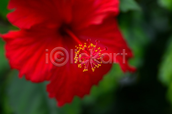 사람없음 JPG 근접촬영 아웃포커스 포토 꽃 꽃백그라운드 꽃술(꽃) 백그라운드 빨간색 야외 자연 주간 한송이