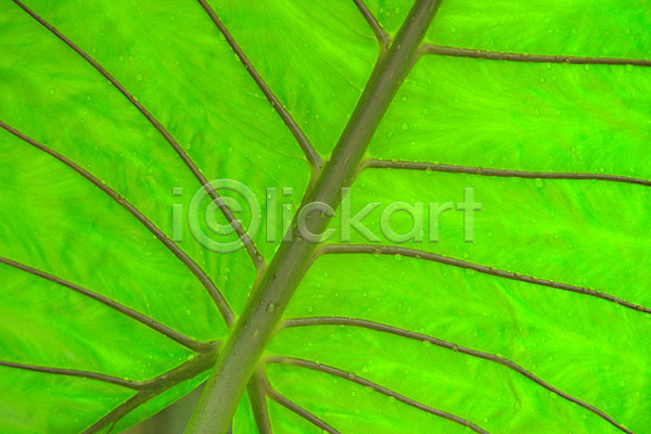 사람없음 JPG 포토 나뭇잎 물방울 백그라운드 식물 식물백그라운드 야외 잎 잎맥 자연 주간 초록색 패턴