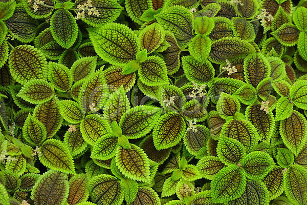사람없음 JPG 포토 백그라운드 식물 식물백그라운드 야외 잎 자연 주간 초록색