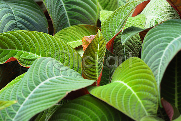 사람없음 JPG 아웃포커스 포토 백그라운드 식물 식물백그라운드 야외 잎 자연 주간