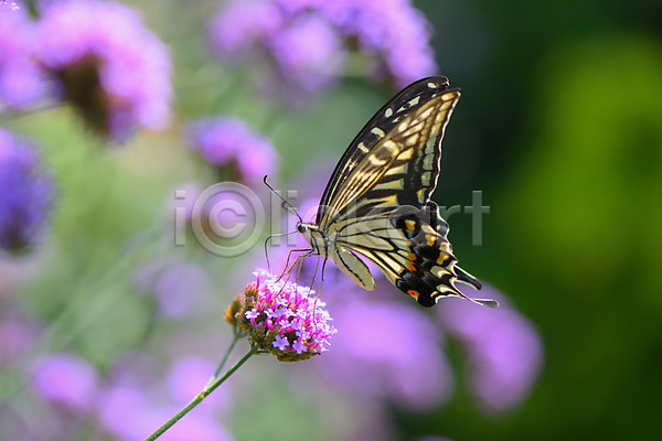 사람없음 JPG 아웃포커스 포토 꽃 나비 야외 자연 주간 풍경(경치) 한마리