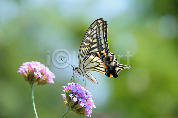 사람없음 JPG 아웃포커스 포토 꽃 나비 야외 자연 주간 풍경(경치) 한마리